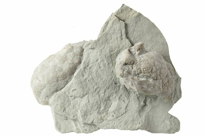 Two Cystoid (Holocystites) Fossils - Indiana #232701